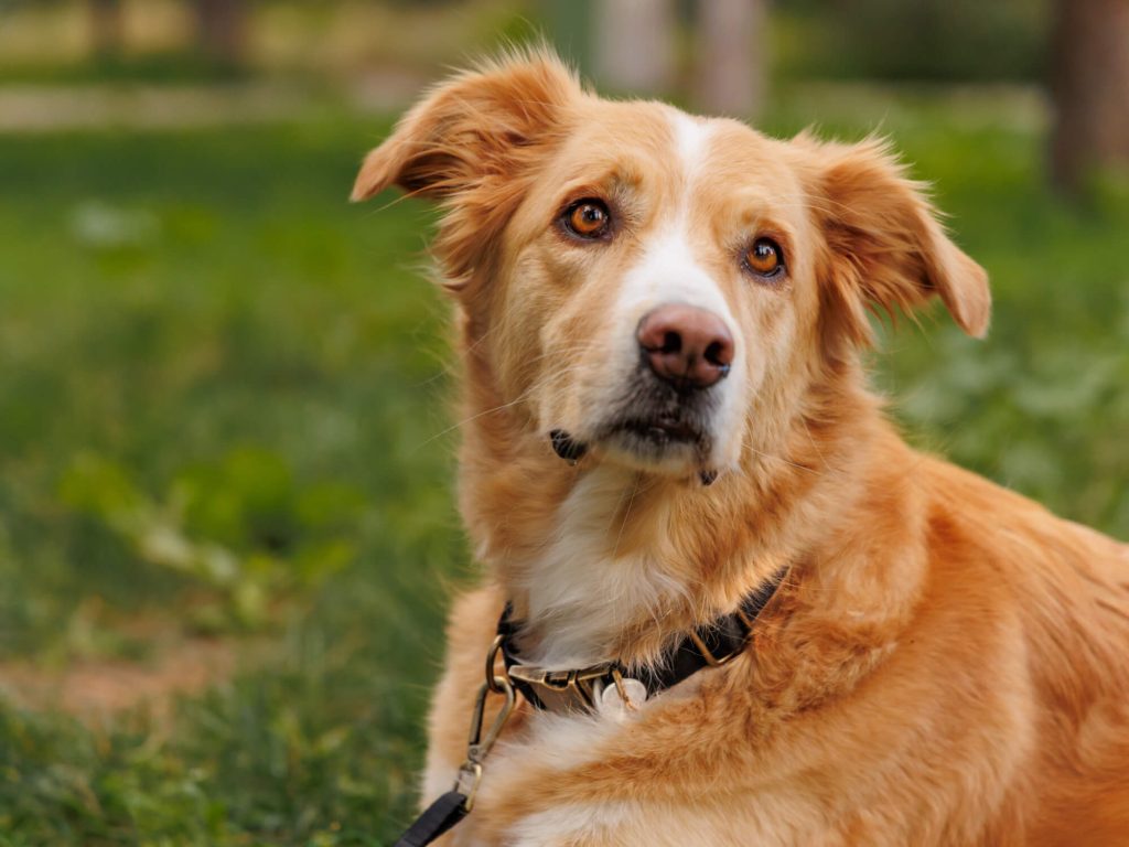 η φιλοσοφία μας για τα ζώα